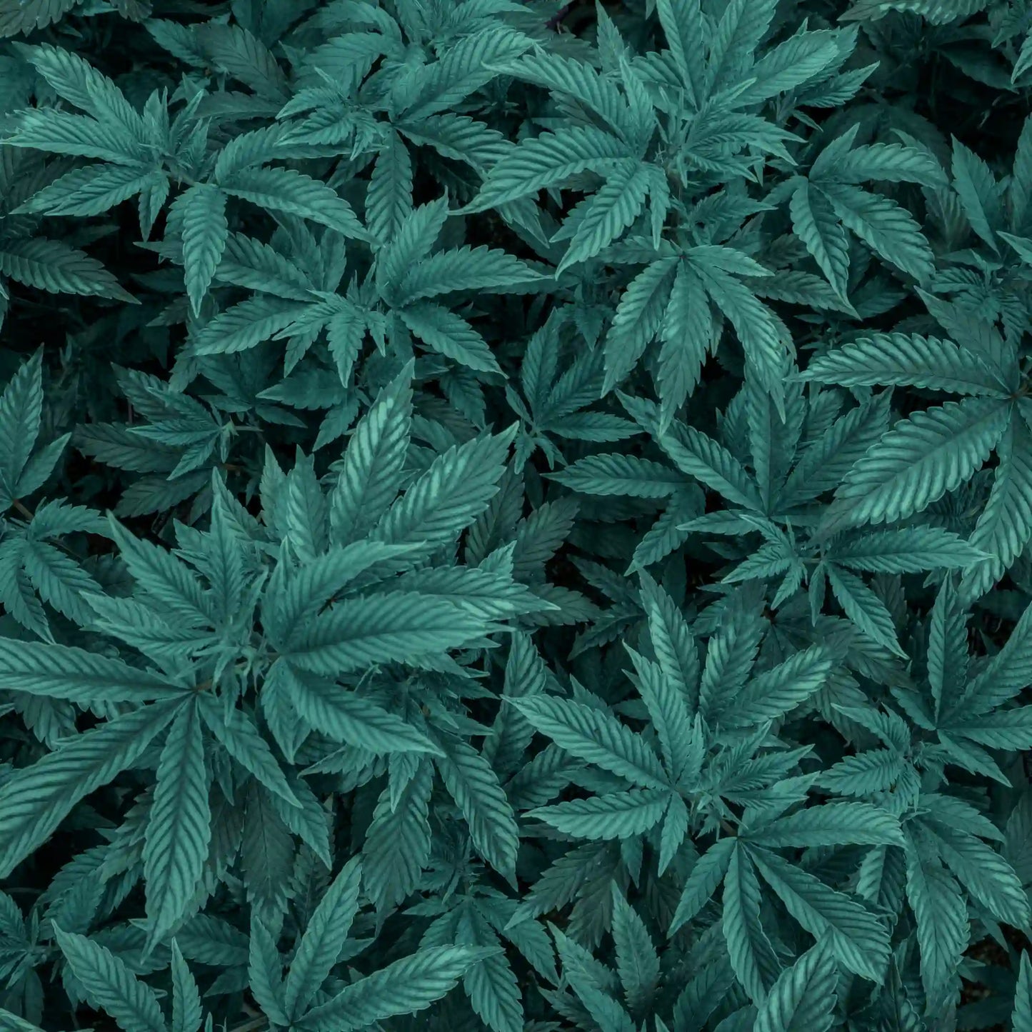 Planta de cannabis relacionada con la crema para masajes Kefus con aceite de semilla de cannabis, árnica y romero