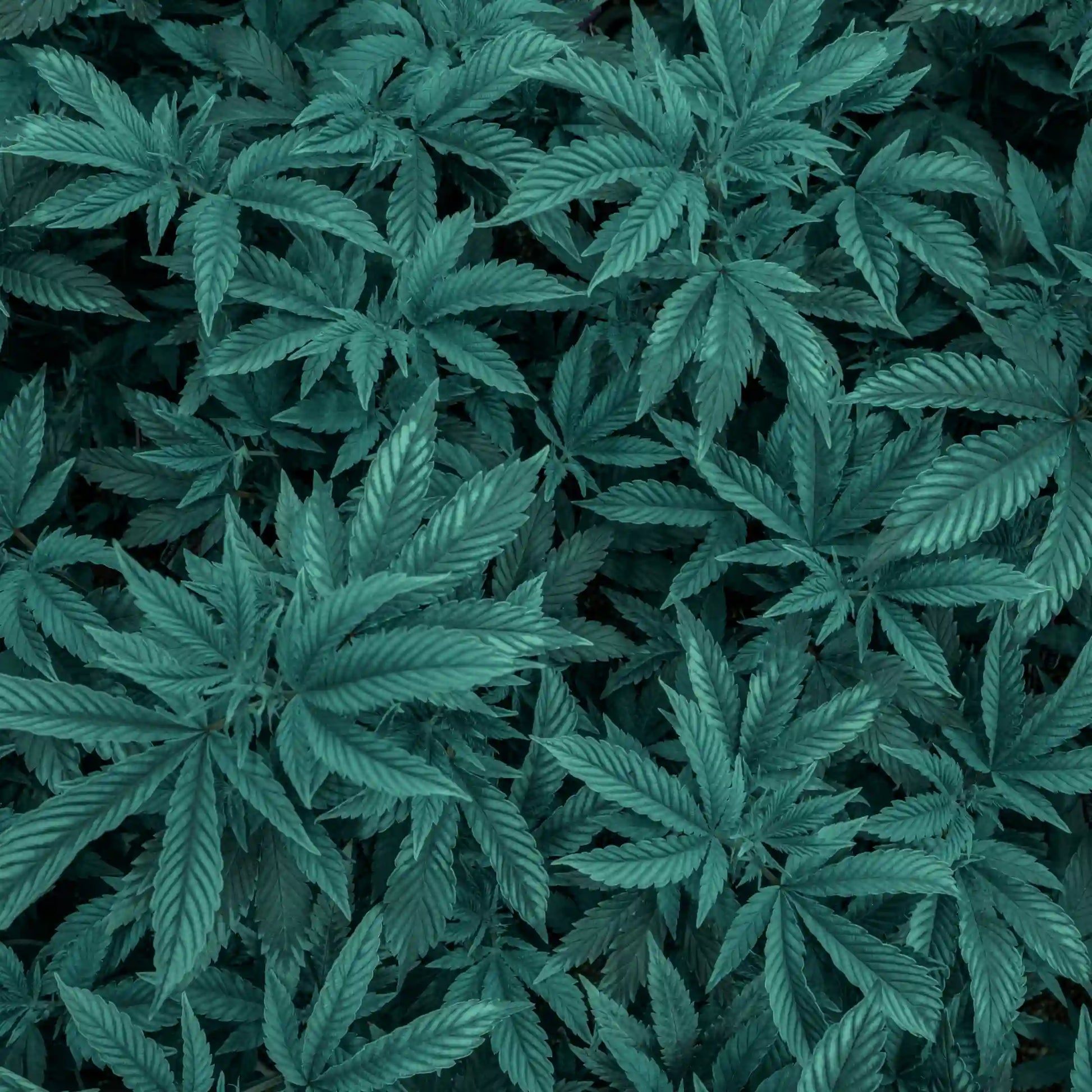 Planta de cannabis relacionada con la crema para masajes Kefus con aceite de semilla de cannabis, árnica y romero